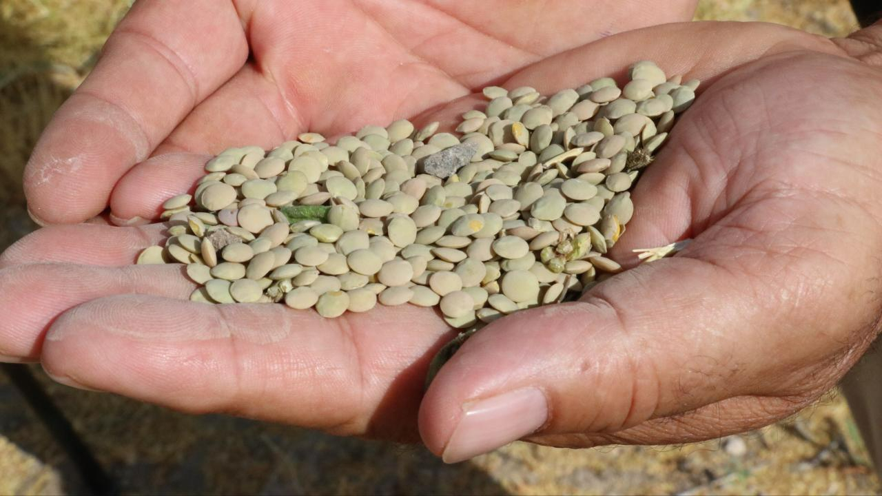 Yeşil mercimek ve yulafta gümrük vergisi düşürüldü