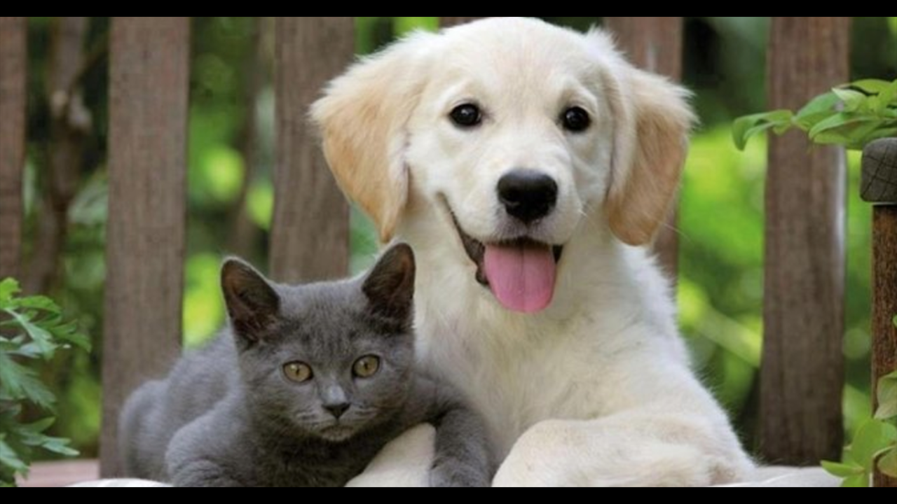 Köpeklerde İştahsızlık: Nedenleri ve Çözüm Yolları