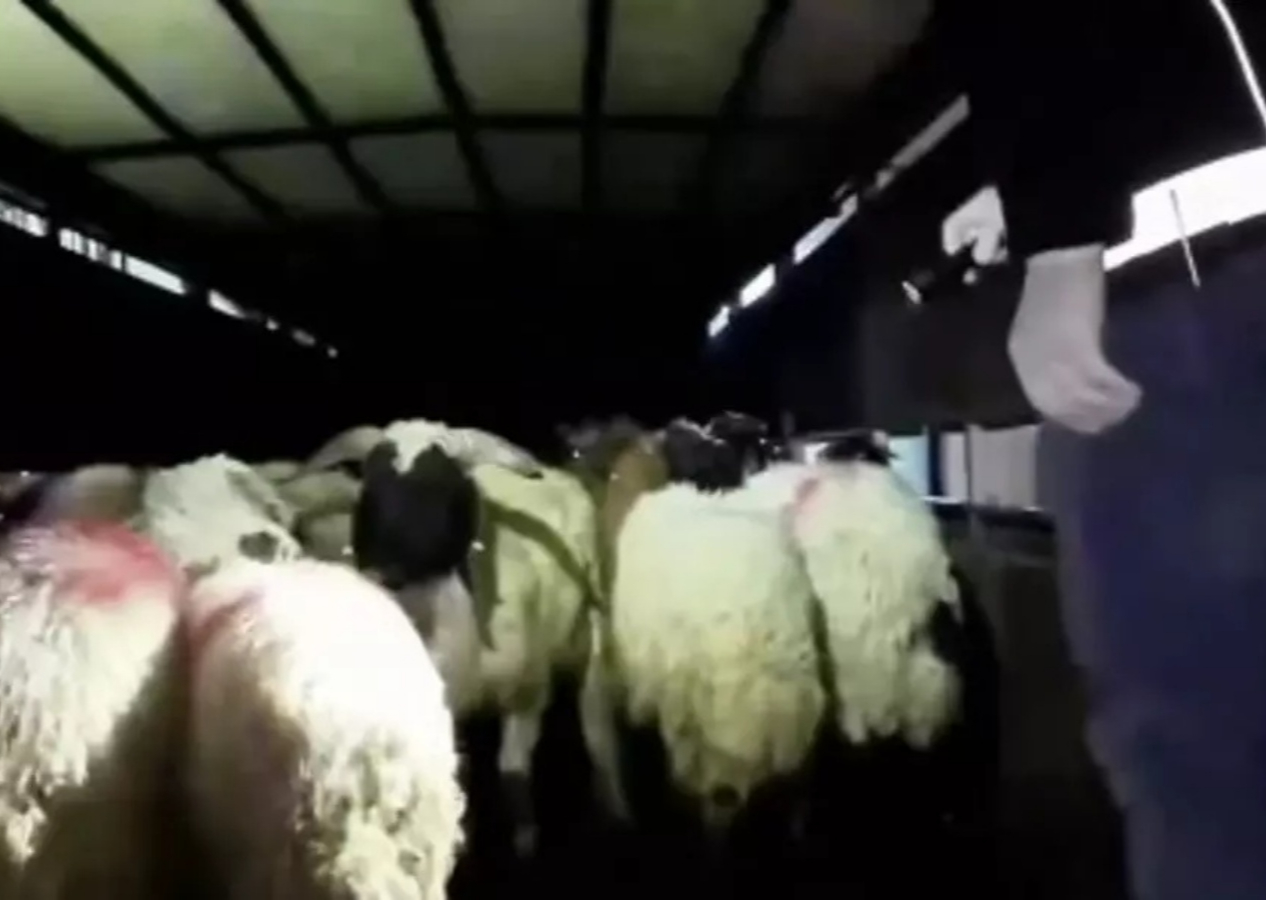 Zehir tacirleri sınır tanımadı! Siirt’te küçükbaş hayvanların içinden uyuşturucu çıktı...