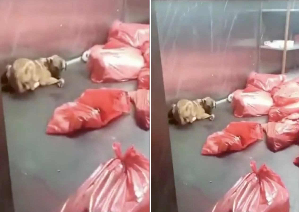 CHP’li Ankara Büyükşehir Belediyesi barınağında dehşet iddiası! Poşete konulan köpek can havliyle kurtulmaya çalıştı, Mansur Yavaş’a tepki var...