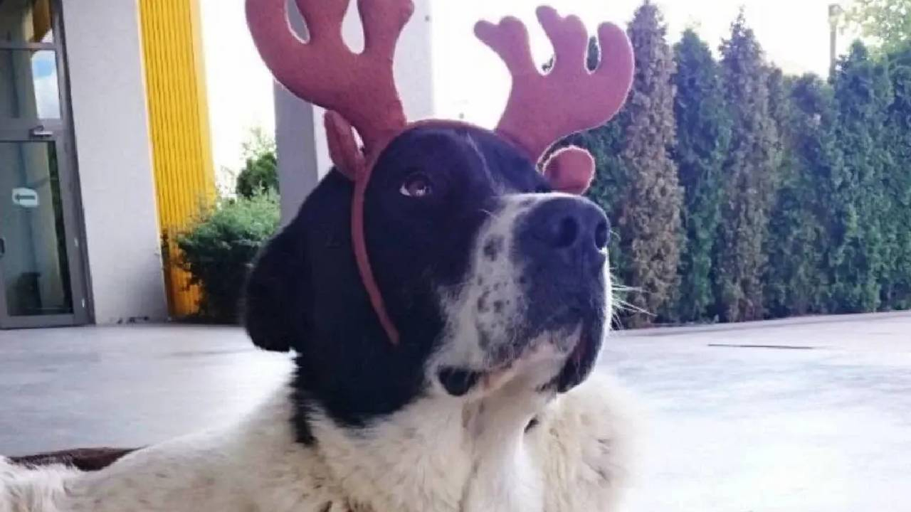 Matmazel’i döve döve öldürdüler! Resmi rapor gerçeği ortaya çıkardı