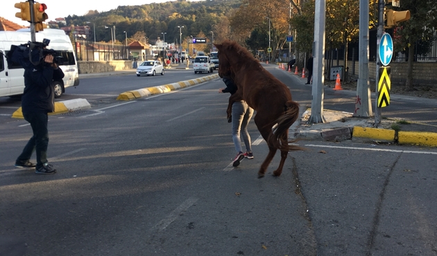 Sarıyer'de at dehşeti/VİDEO...