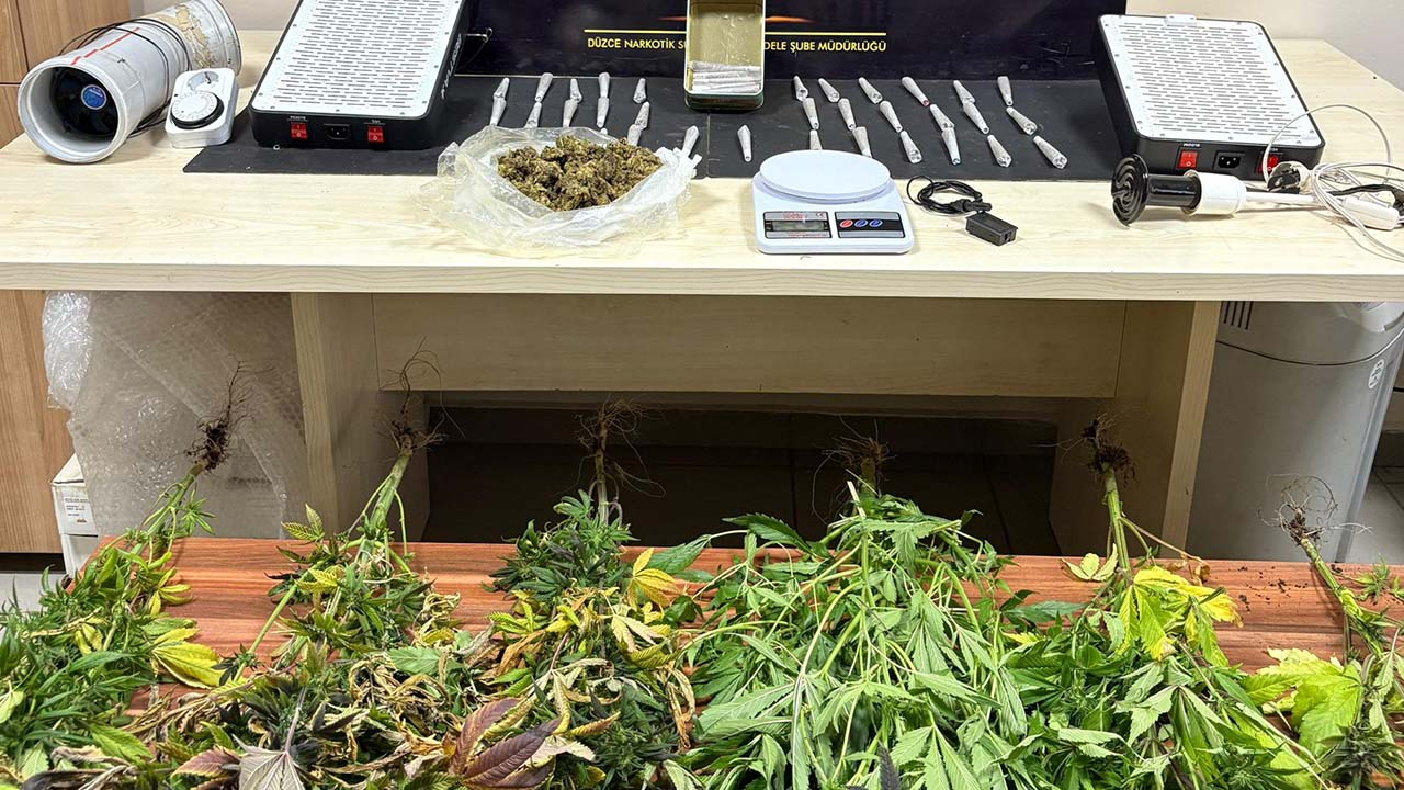 Düzce'de zehir tarlasına operasyon: 6 kök Hint keneviri bitkisi ve 250 gram esrar ele geçirildi
