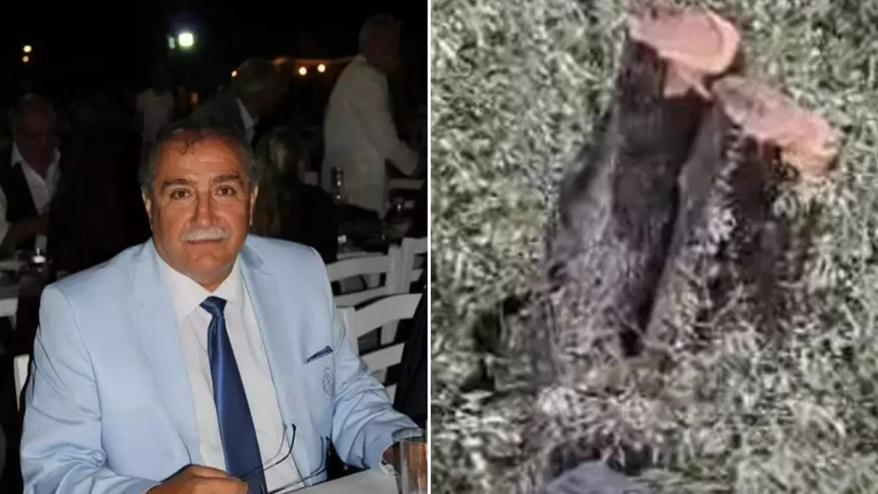 Milas'ta zeytin katliamı! Asırlık ağaçlara kim kıydı? CHP'nin yalan siyasetine AK Parti'den salvo: Suçüstü yakalandınız! Valilik soruşturma başlattı...