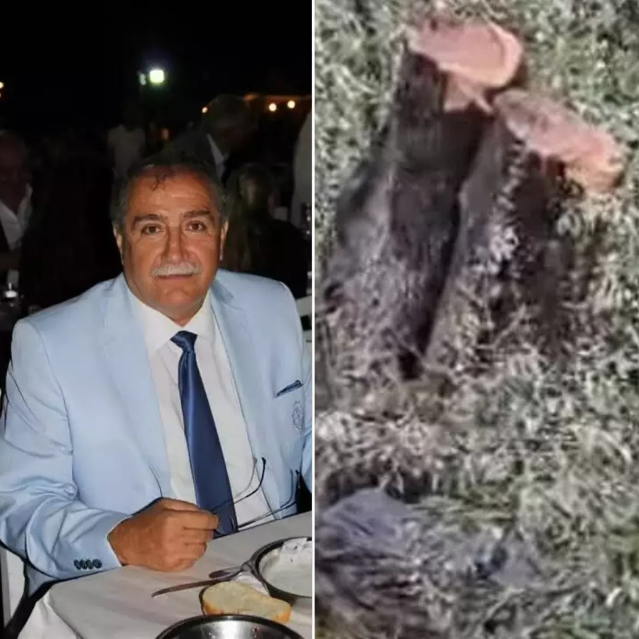 Milas'ta zeytin katliamı! Asırlık ağaçlara kim kıydı? CHP'nin yalan siyasetine AK Parti'den salvo: Suçüstü yakalandınız! Valilik soruşturma başlattı...