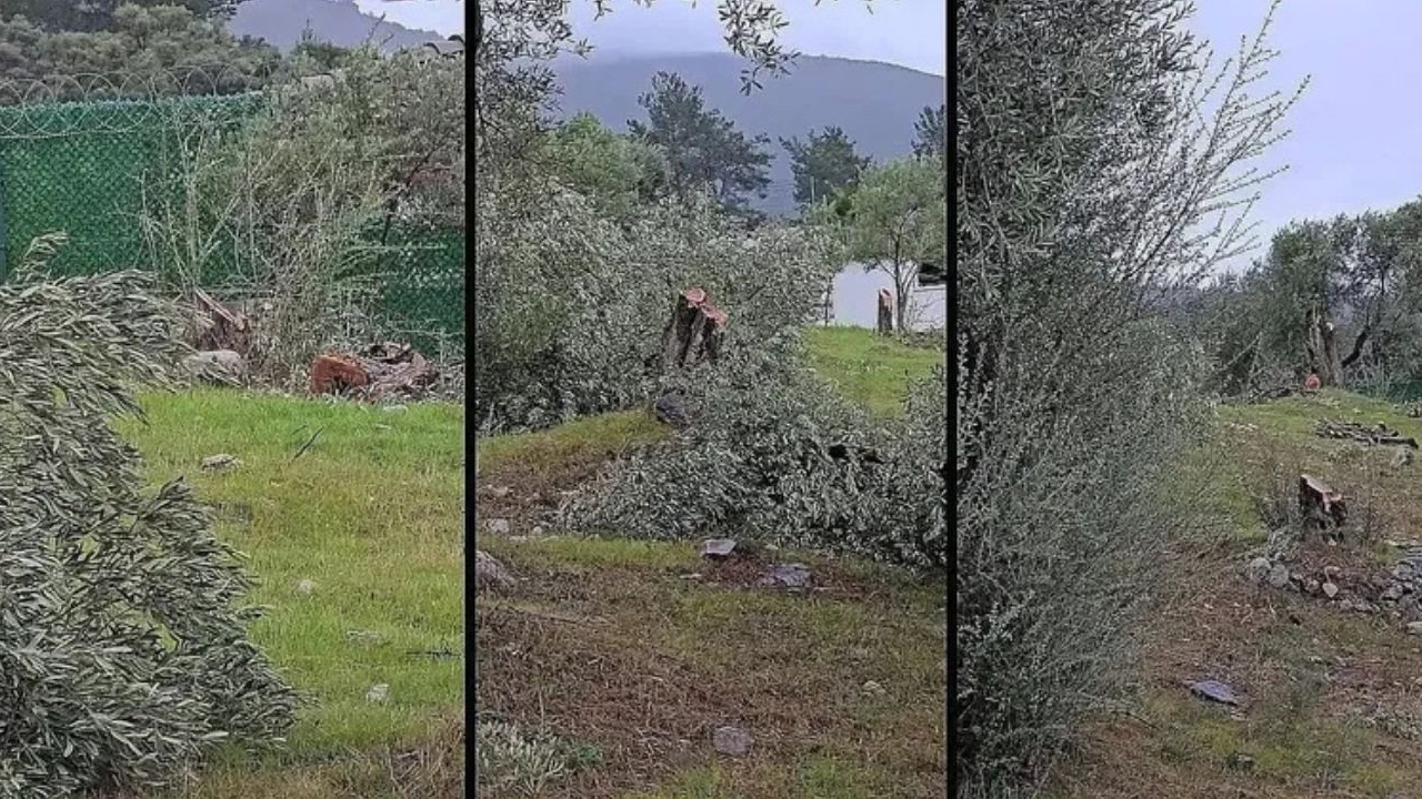 Özgür Özel'in Milas mitingi öncesi ilçe başkanı zeytin ağaçlarını kesti