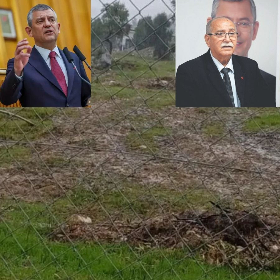 Özgür Özel'in Milas mitingi öncesi ilçe başkanı zeytin ağaçlarını kesti