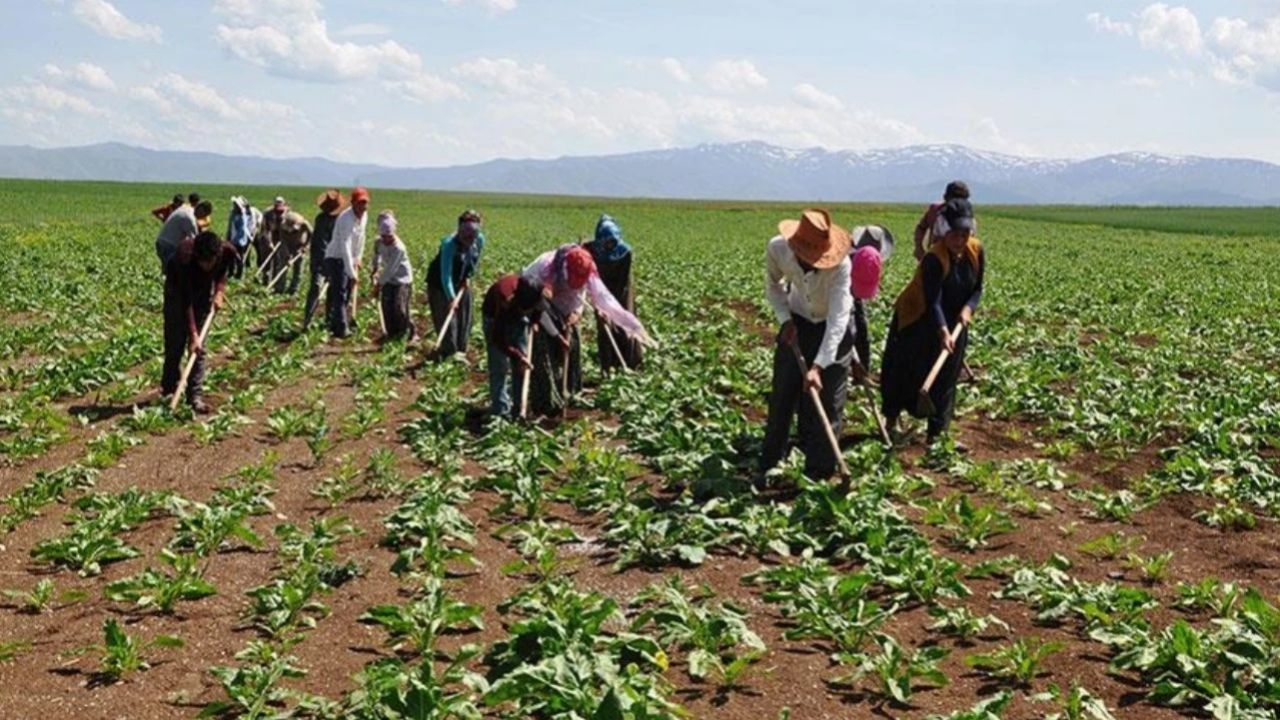 TÜİK açıkladı: Mevsimlik tarım işçilerinin günlük ücreti yüzde 37,8 artışla 1.299 TL’ye yükseldi