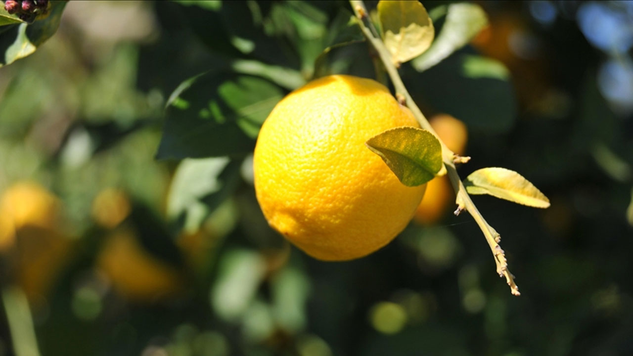 Limonda gümrük vergisi yeniden düzenlendi