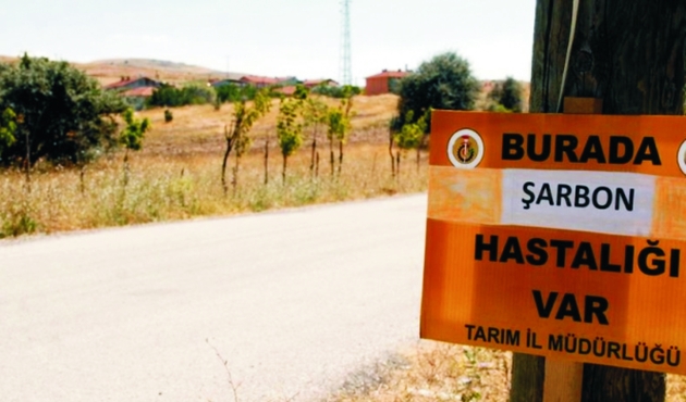 Denizli'de şarbon alarmı...