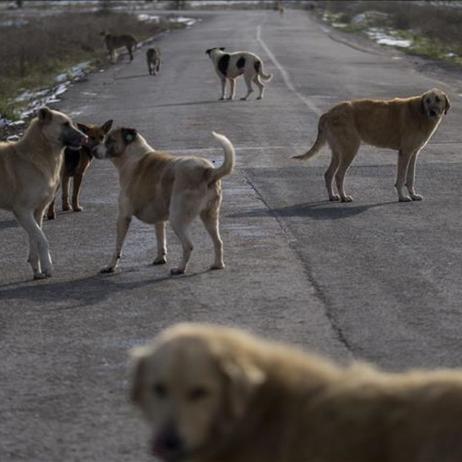 İstanbul Valiliği'nden sokak köpekleri kararı! Mayıs onuna kadar toplatılacak: Uymayana ceza var