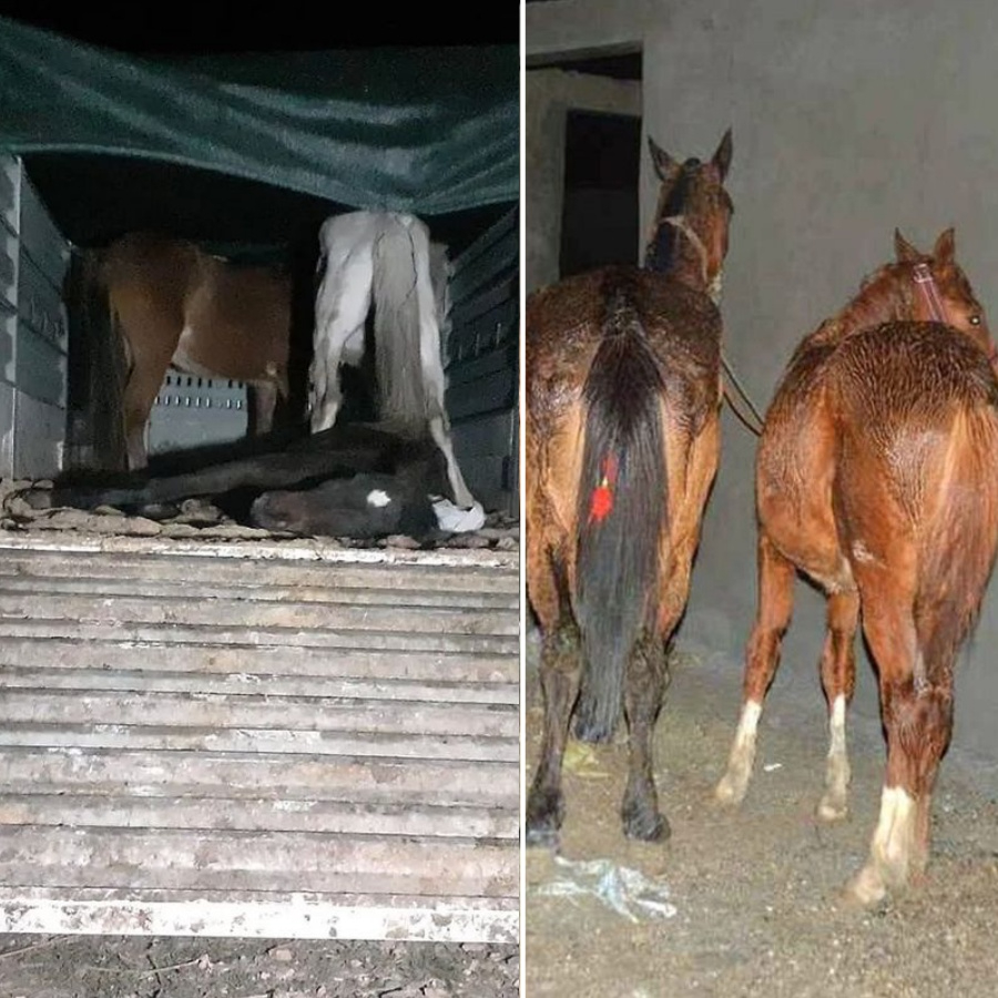 Gıda sahtekarlığında Mersin merkezli yeni skandal: Vatandaşa yine at ve eşek eti yedirdiler!