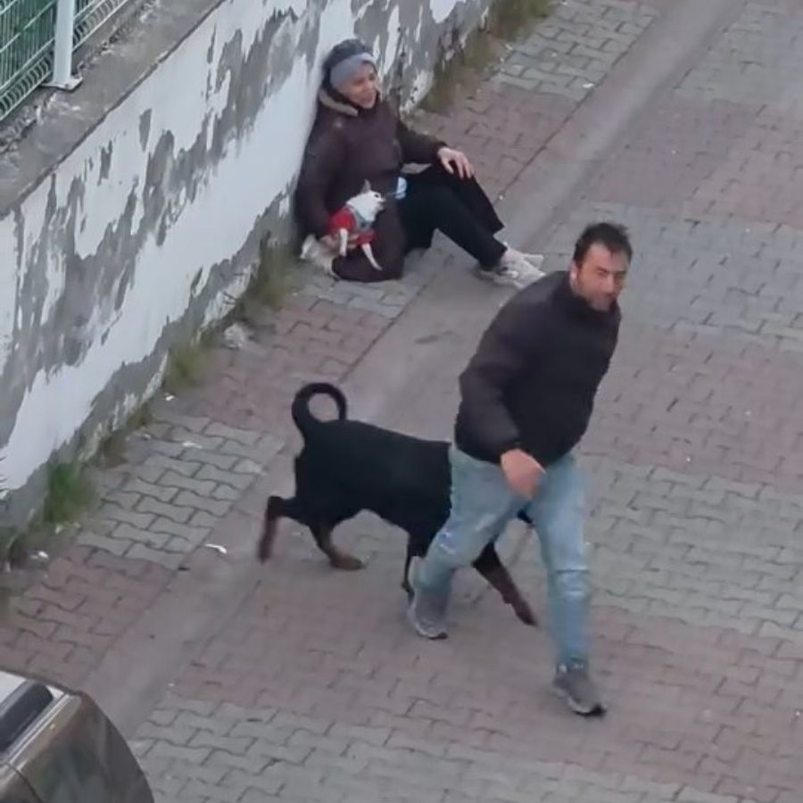 Ümraniye'de ağızlıksız Rottweiler küçük köpeğe saldırdı! Sahibi gözaltına alındı