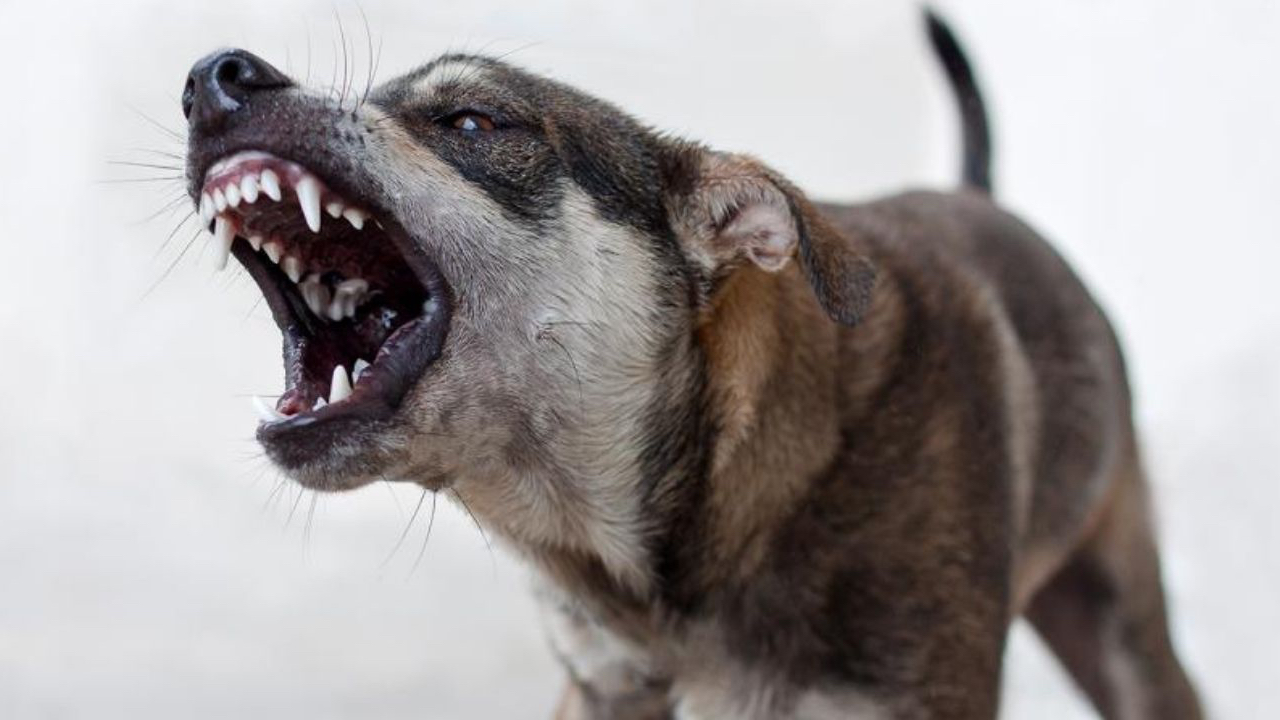 Bir başıboş köpek vahşeti daha! 5 yaşındaki çocuğu hayattan kopardı