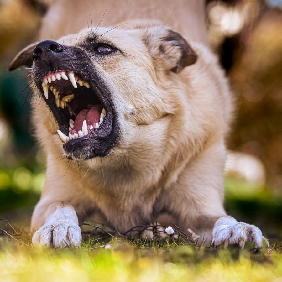 Bir başıboş köpek vahşeti daha! 5 yaşındaki çocuğu hayattan kopardı