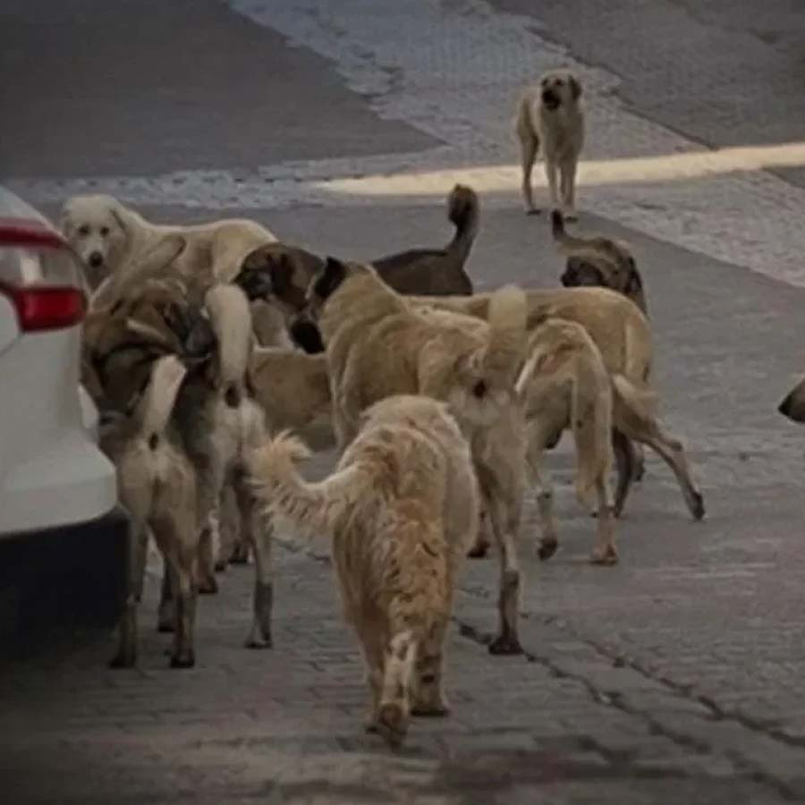 Başıboş köpek sorunuyla ilgili o iddia yeniden gündemde: Kim bu mama fabrikası olan vekiller?