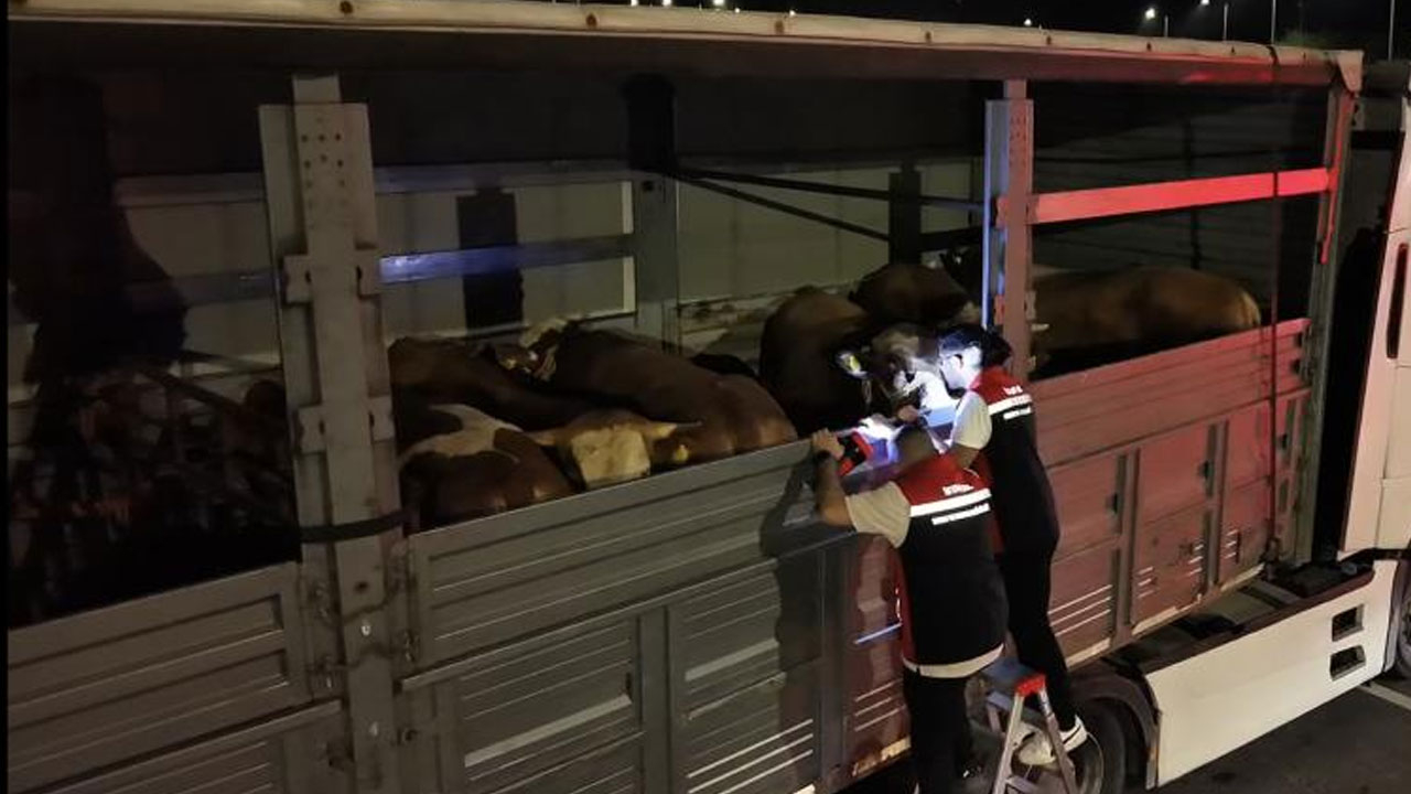 Kurban Bayramı öncesi İstanbul'da sevk noktalarında yoğun mesai