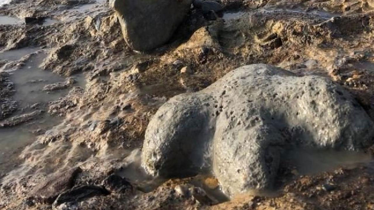 Tayland’da dev keşif: 27 tonluk yeni bir dinozor türüne ait kalıntılar bulundu