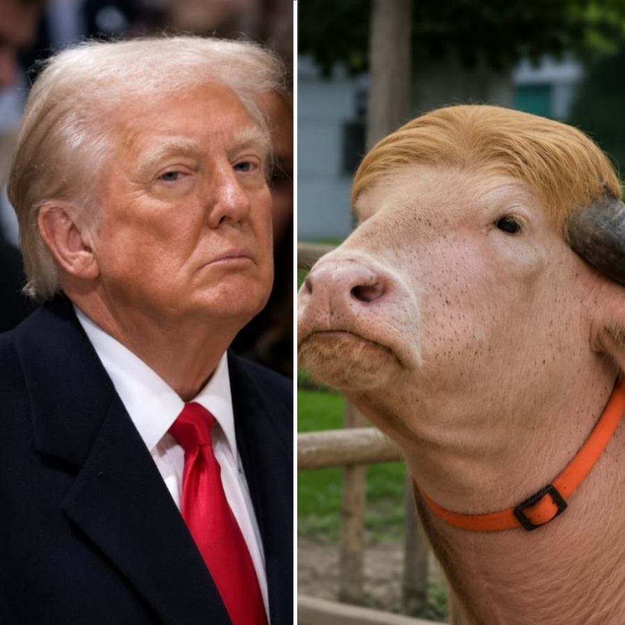 Donald Trump'a ikizi kadar benzeyen sığır ziyaretçi rekoru kırıyor!