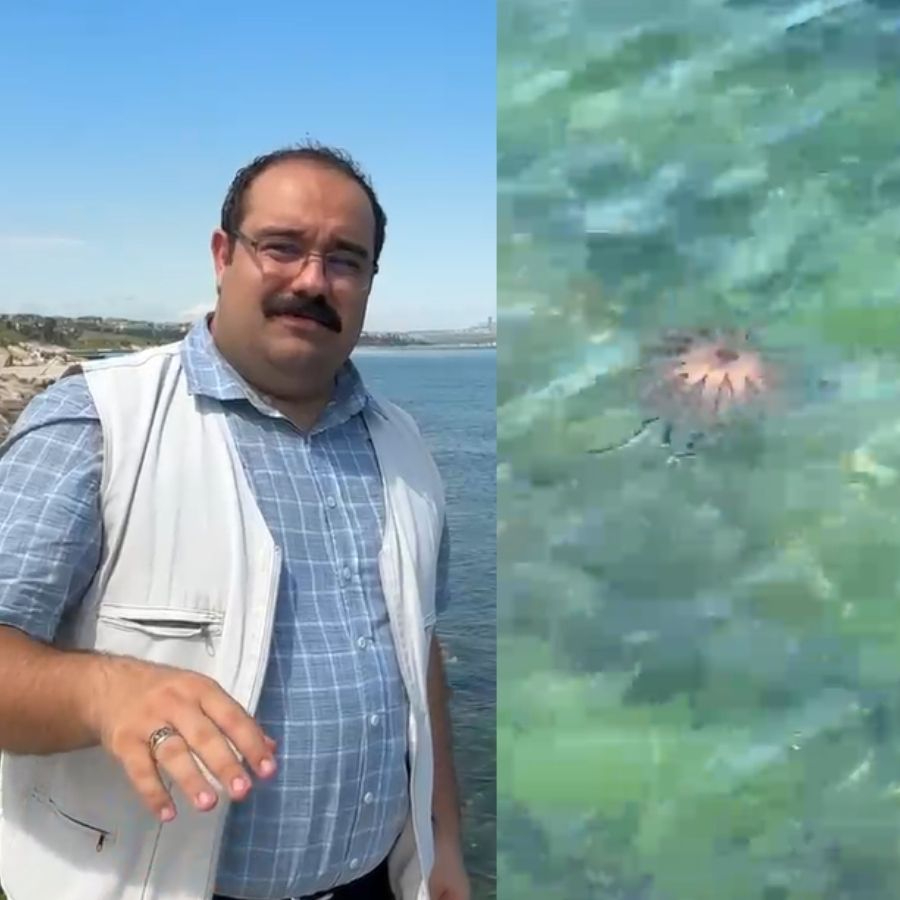 İstanbul'da denize girenler dikkat! Yeni tehlike zehirli denizanaları, uzmanı uyardı