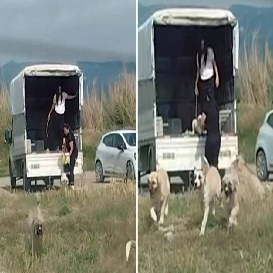 Şoke eden görüntü! Bir kamyonet dolusu sokak köpeğini bıraktıkları yere bakın: Tepki üstüne tepki yağıyor