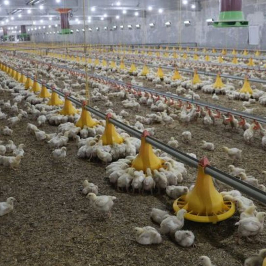 Tavuk eti üretimi geriledi, yumurta üretimi yüzde 18,9 arttı