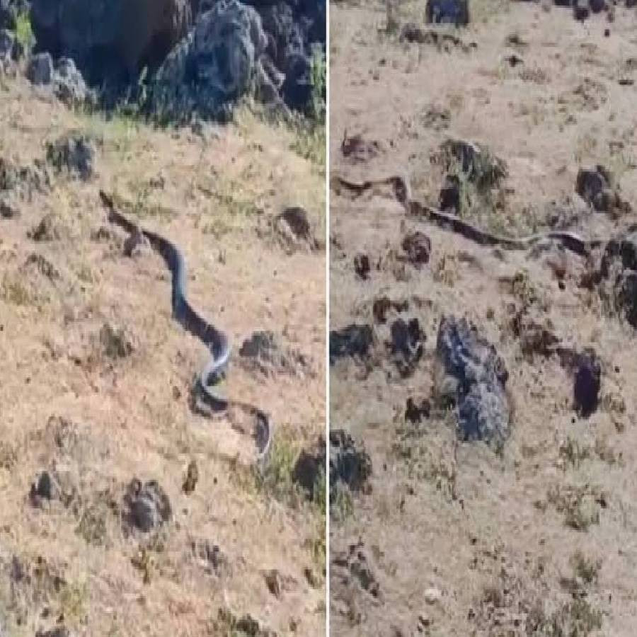 Burası Amerika değil Türkiye! O ilimizde yılan paniği: Uzunluğu tam 3 metre