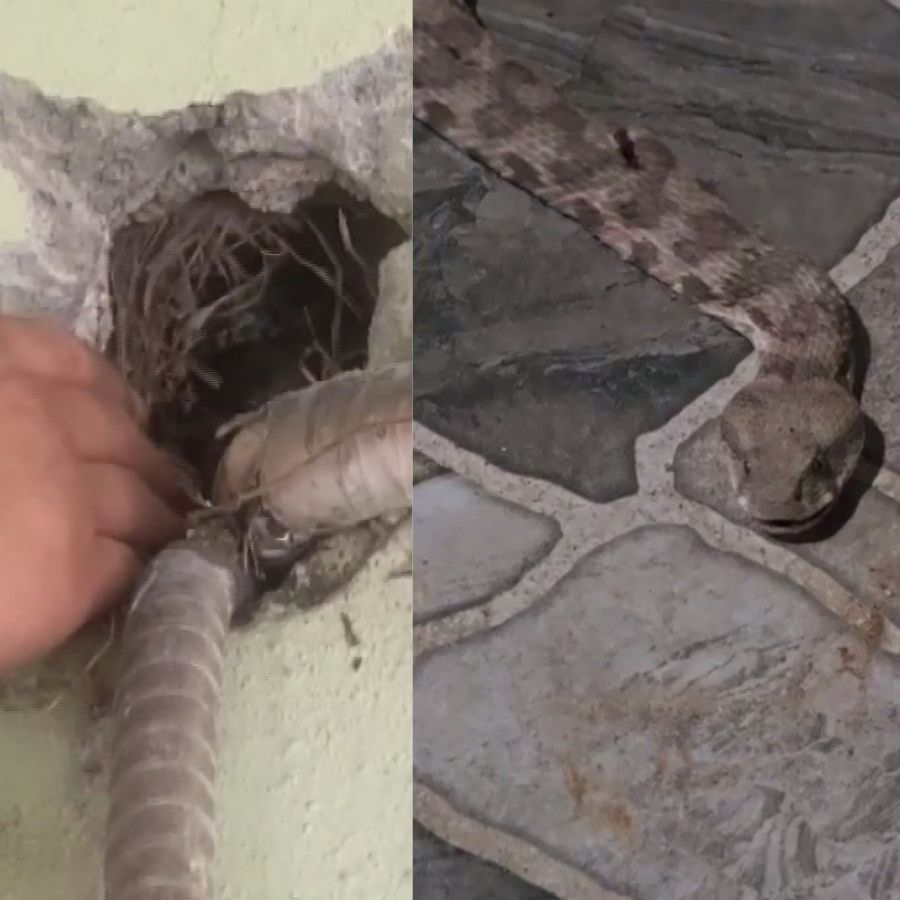 Yılan vakaları artışa geçti! Biri evin içinden çıktı diğeri boru hattından....