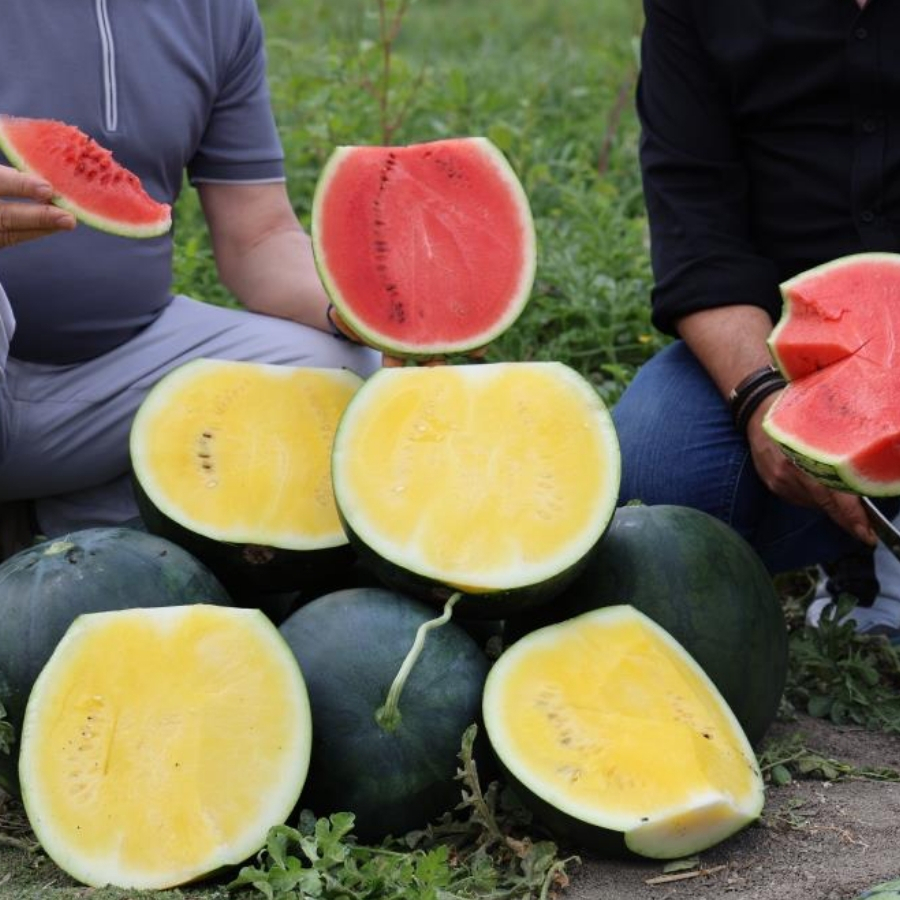 Adana’da içi sarı karpuz hasadı başlıyor