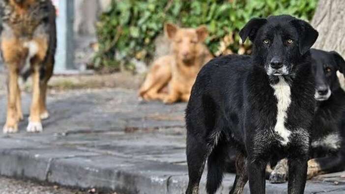 Ankara Valisi duyurdu! 52 bin sahipsiz sokak köpeği toplandı