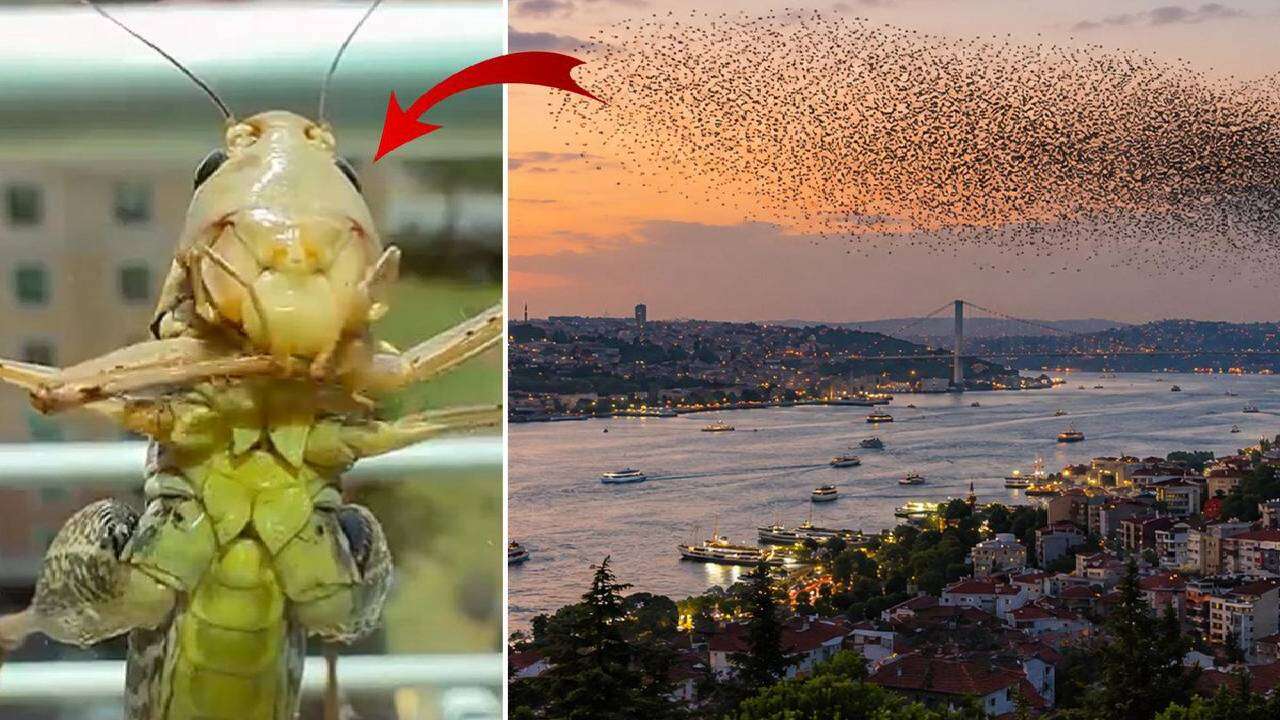 İstanbul'un birçok ilçesinde görüldü! Sakın çıplak elle tutmayın: İşte çekirge gizeminin arkasındaki gerçek