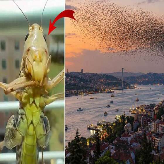 İstanbul'un birçok ilçesinde görüldü! Sakın çıplak elle tutmayın: İşte çekirge gizeminin arkasındaki gerçek