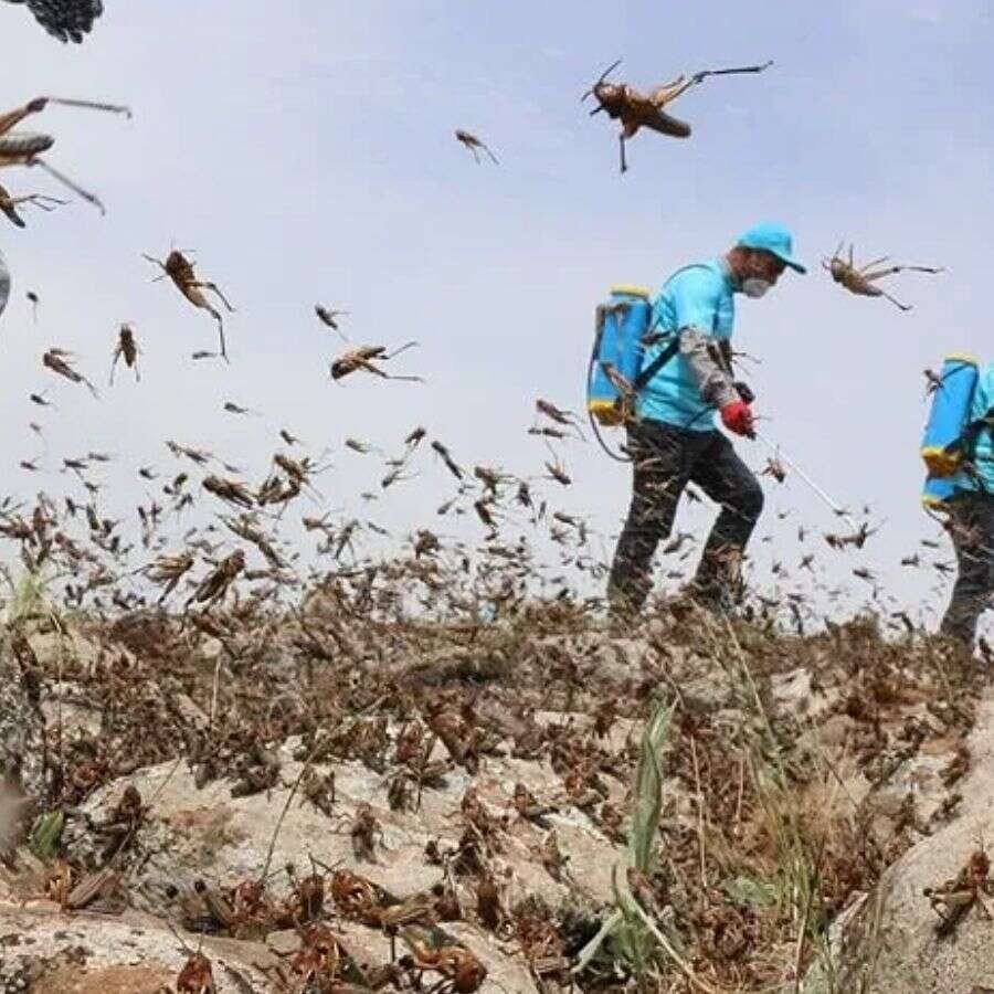 Marmara Bölgesi’ndeki çekirge hareketliliği hakkında Tarım ve Orman Bakanlığı’ndan açıklama