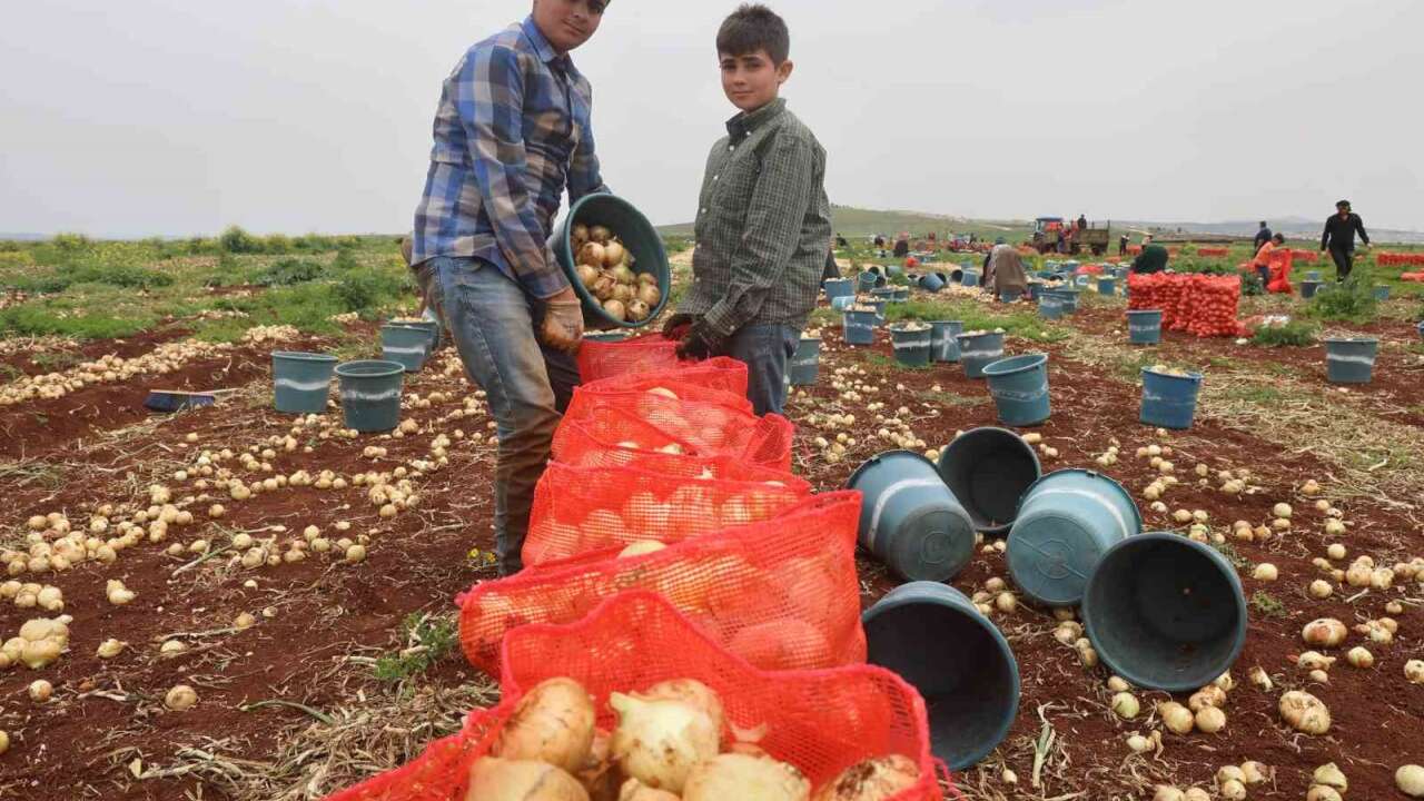 Soğandan sonra patates fiyatları da uçtu!
