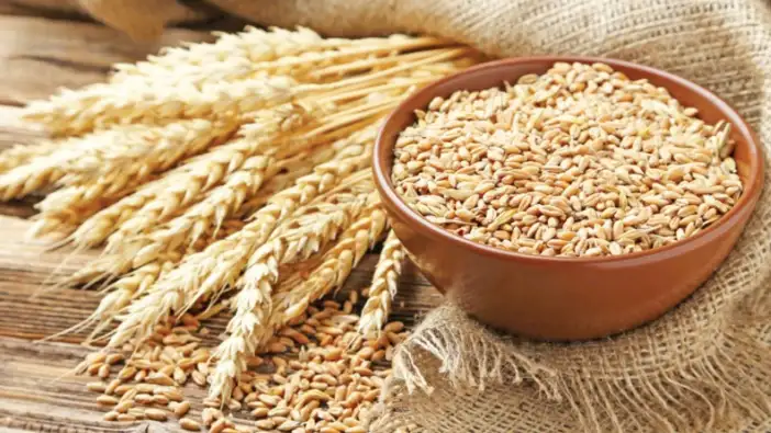 Ekmeklik buğday ihracatı serbest bırakıldı!