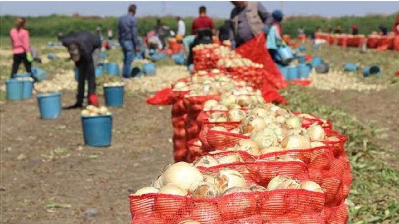 Ekim alanları azaldı fiyatlar yükseldi!
