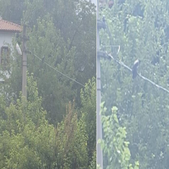 Duyanlar Kulaklarına İnanamadı! Safranbolu’da Kargadan Ezber Bozan Ses: "Allah" Diye Bağırdı