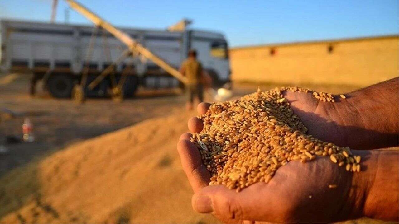 Hububat sektörü ihracatı 7 ayda 6,9 milyar dolar oldu