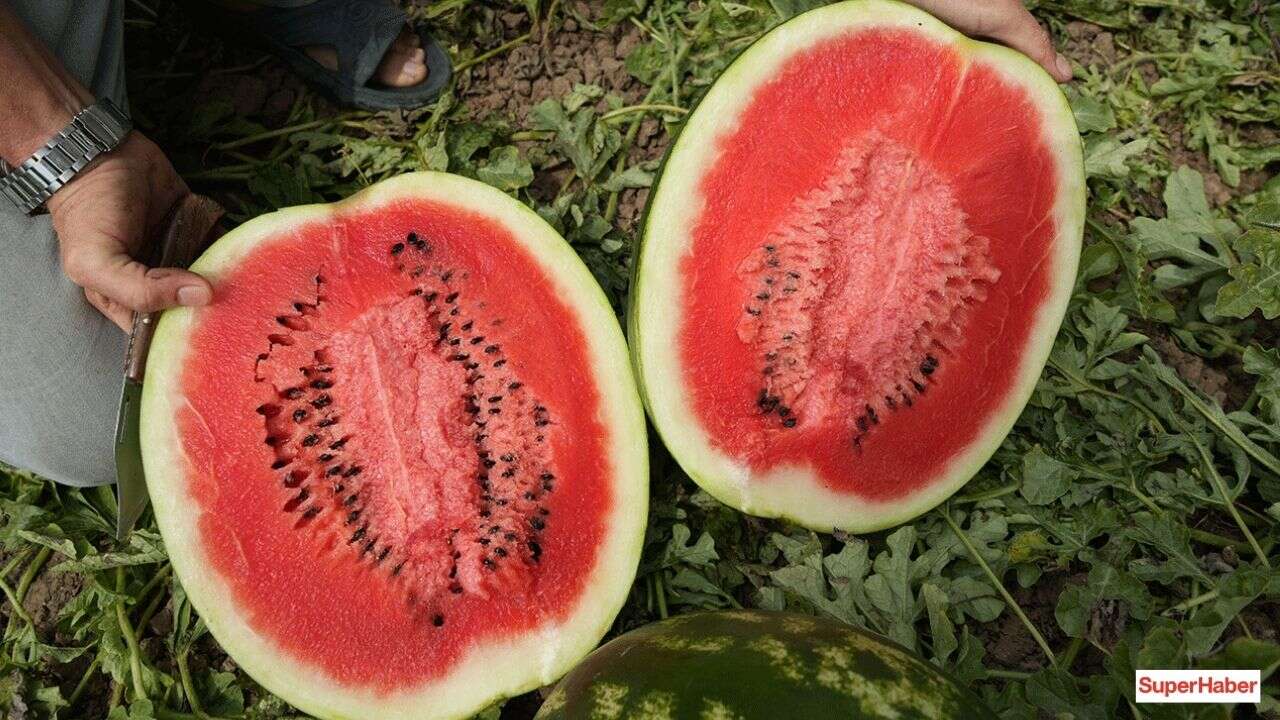 Karpuz satışı yaz aylarında tavan yaptı! Temmuz ayında zirveyi kimseye bırakmadı
