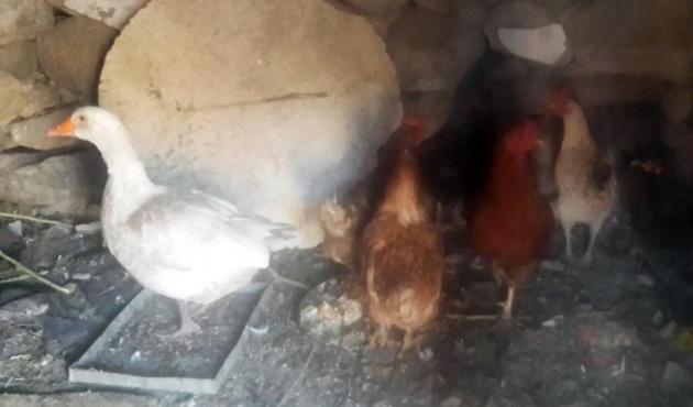 Kabus geri döndü! İki köy karantinaya alındı...