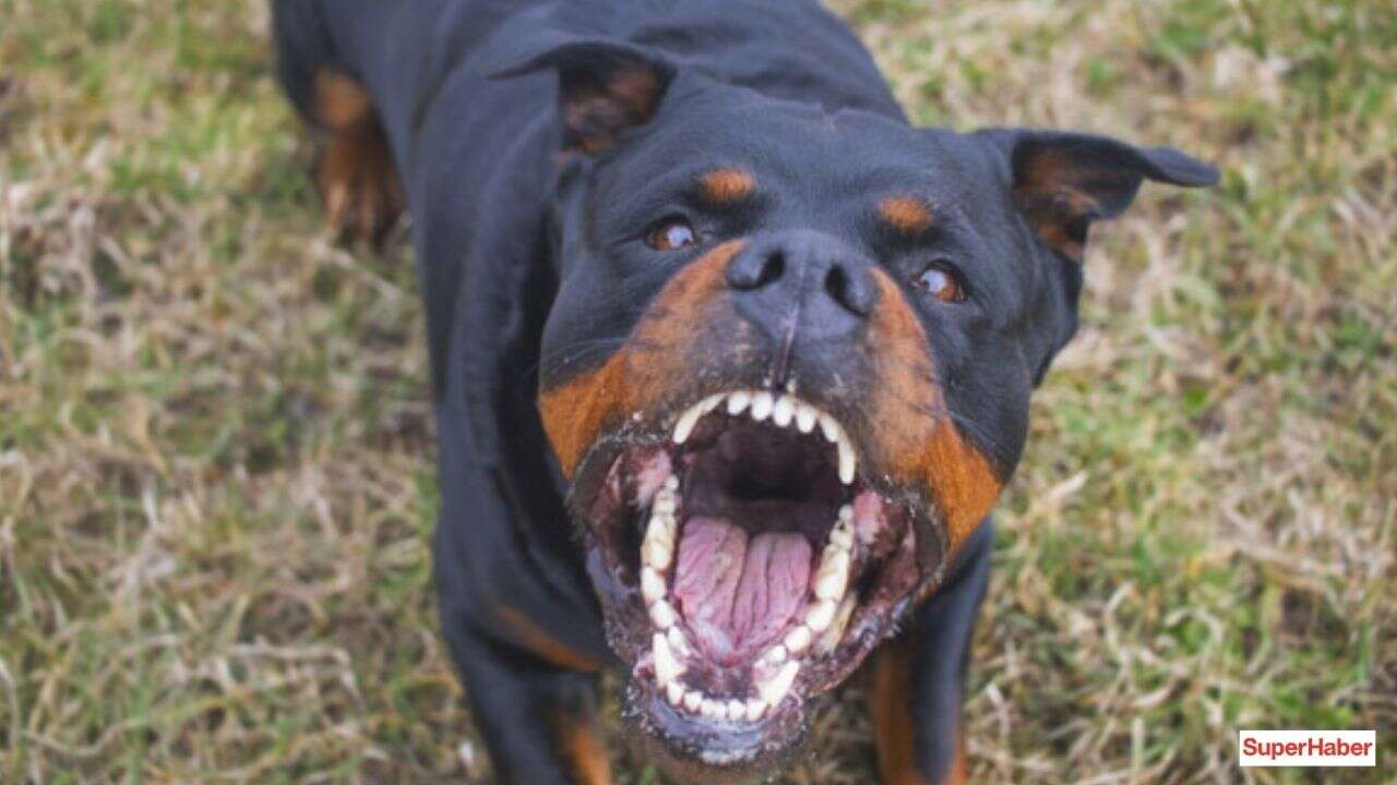 Köpeğinizi silah olarak kullanırsanız yandınız