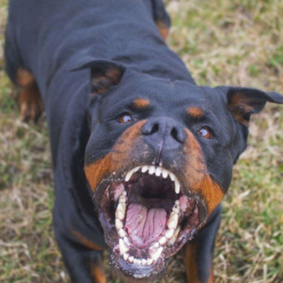 Köpeğinizi silah olarak kullanırsanız yandınız