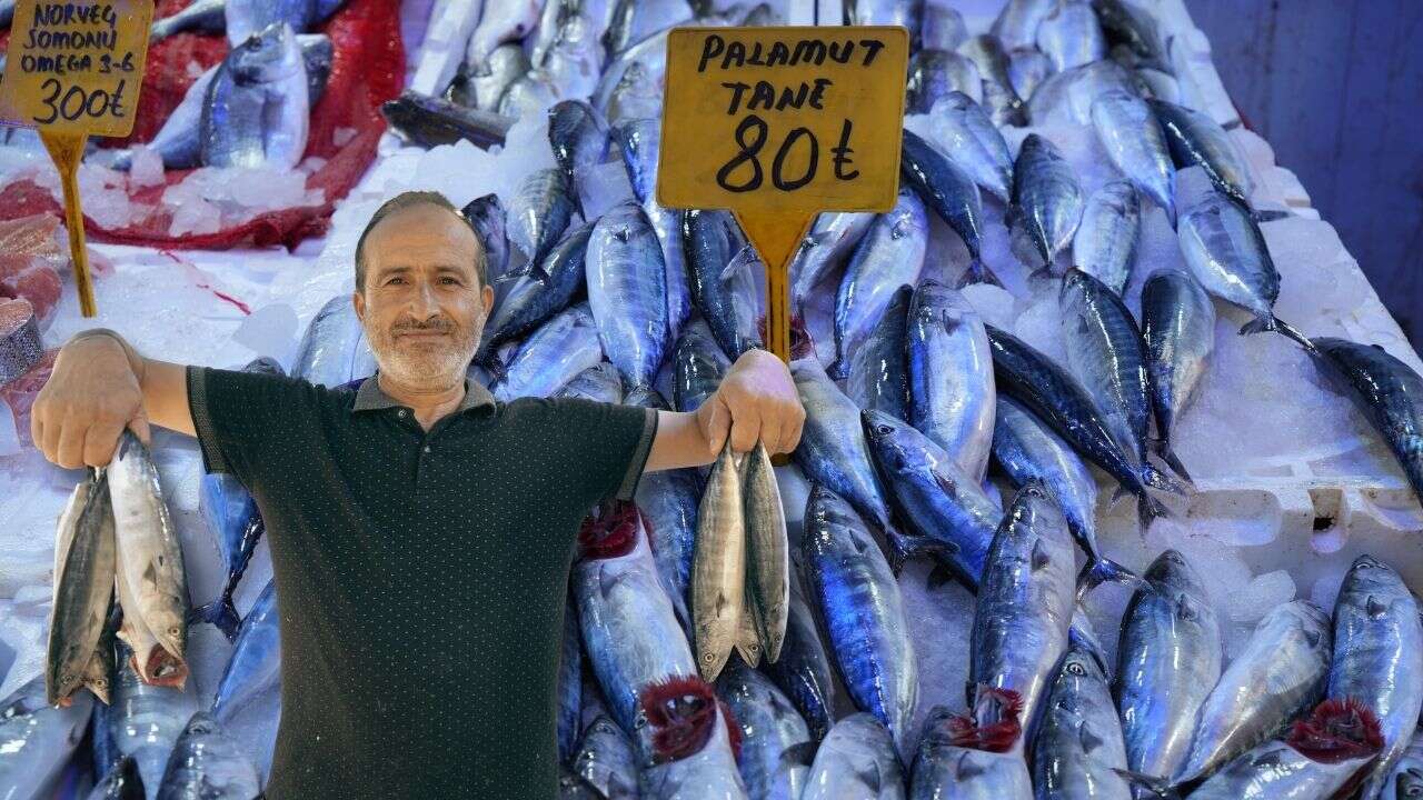 Yıllardır böylesi görülmedi: Karadeniz'den palamut fışkırıyor