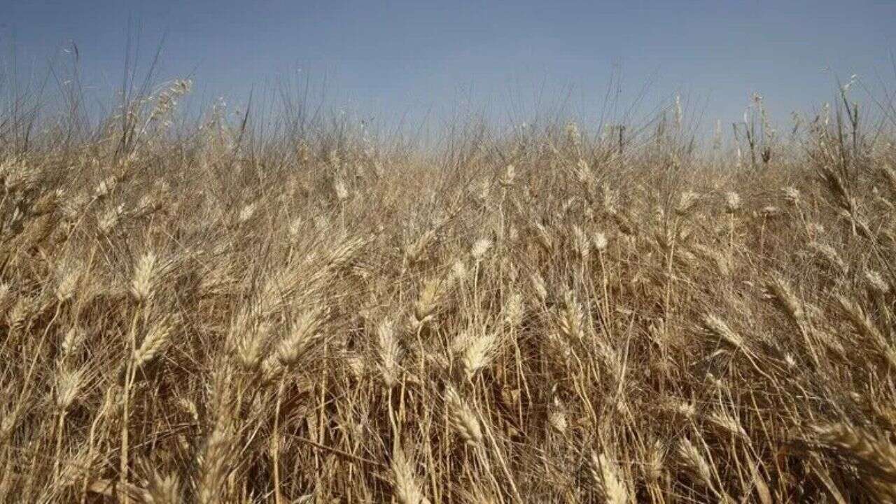 TMO’dan buğdayda yeni dönem! Satışlar başlıyor