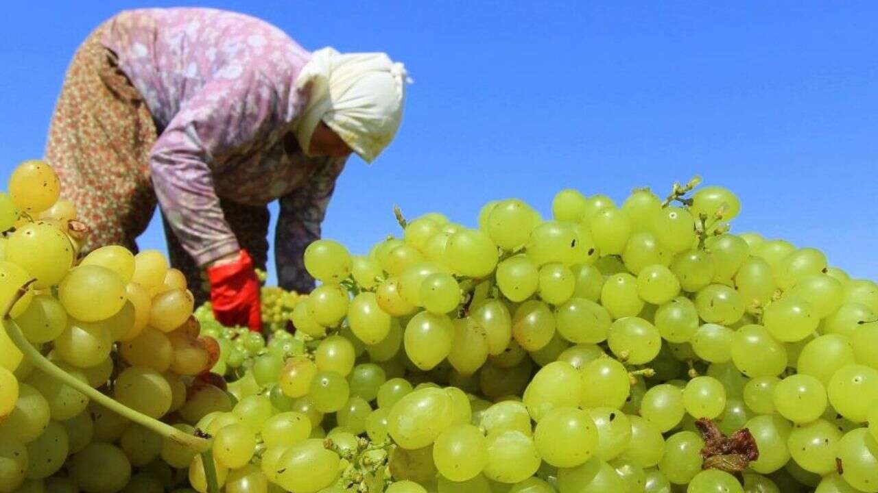 TARİŞ kuru üzüm avans fiyatını belirledi: Sezon alım takvimi belli oldu