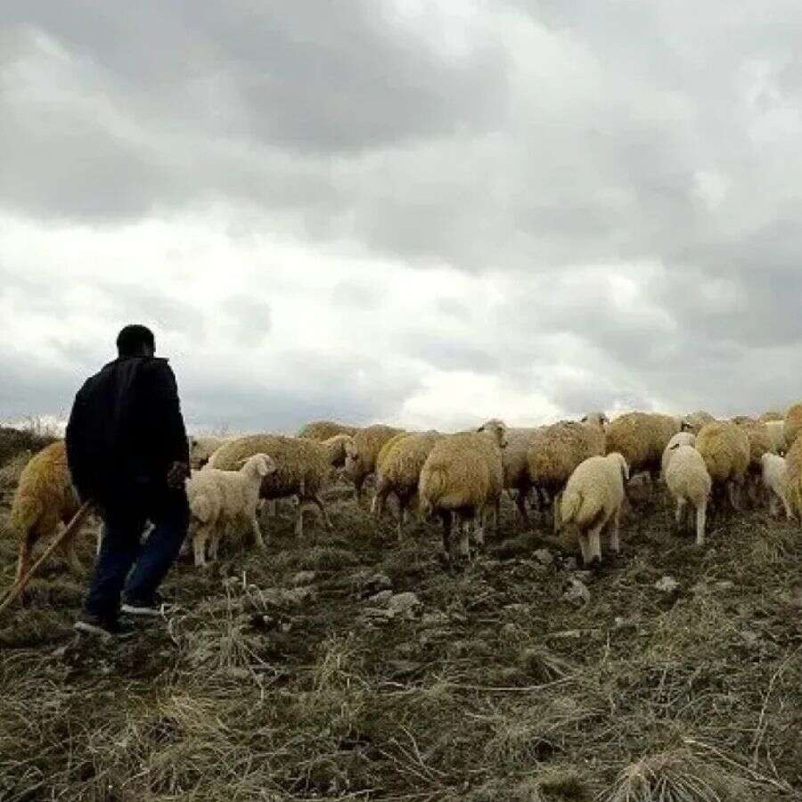 Tunceli'de çoban sıkıntısı! Yüksek maaş var ama çalışan yok!