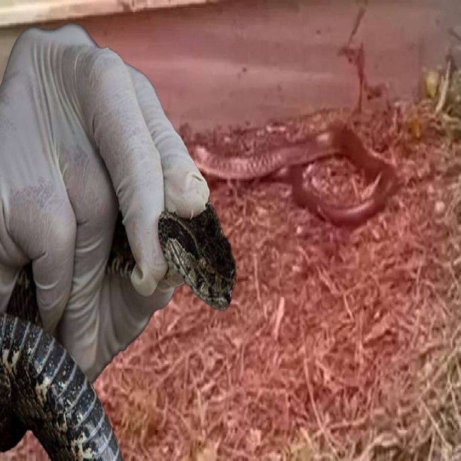 Burası Meksika değil Türkiye: O ilimizde kırmızı alarm! 1.5 metre uzunluğundaki yılanı görenler kaçacak yer aradı