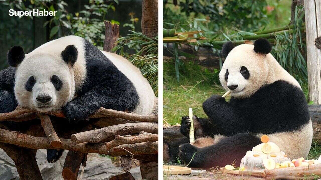 Çin ile ABD arasında "Panda Diplomasisi" yeniden başladı! Ping Ping ve Fu Şuang yola çıktı