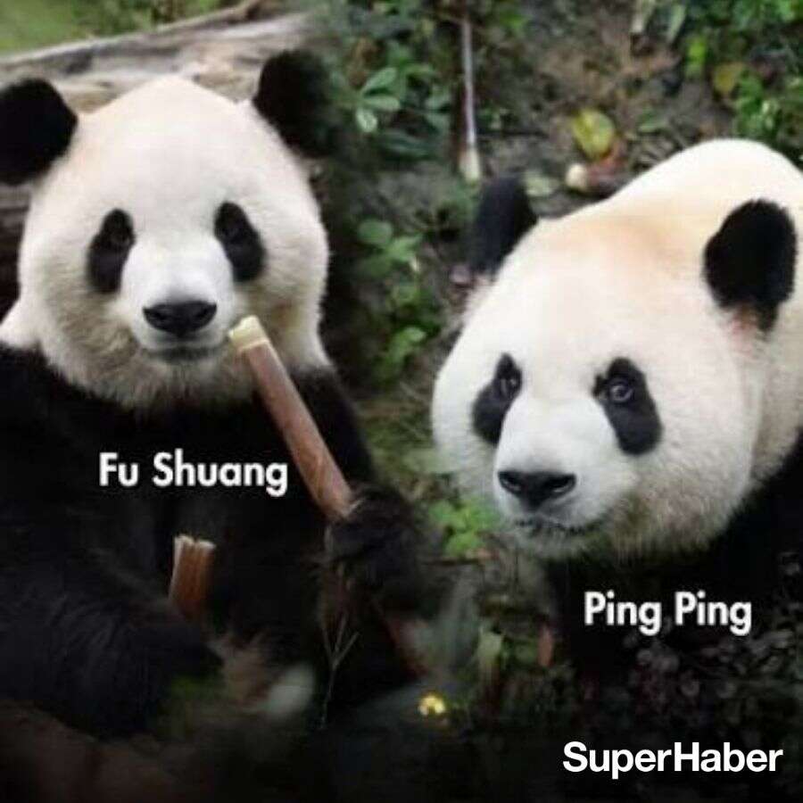 Çin ile ABD arasında "Panda Diplomasisi" yeniden başladı! Ping Ping ve Fu Şuang yola çıktı