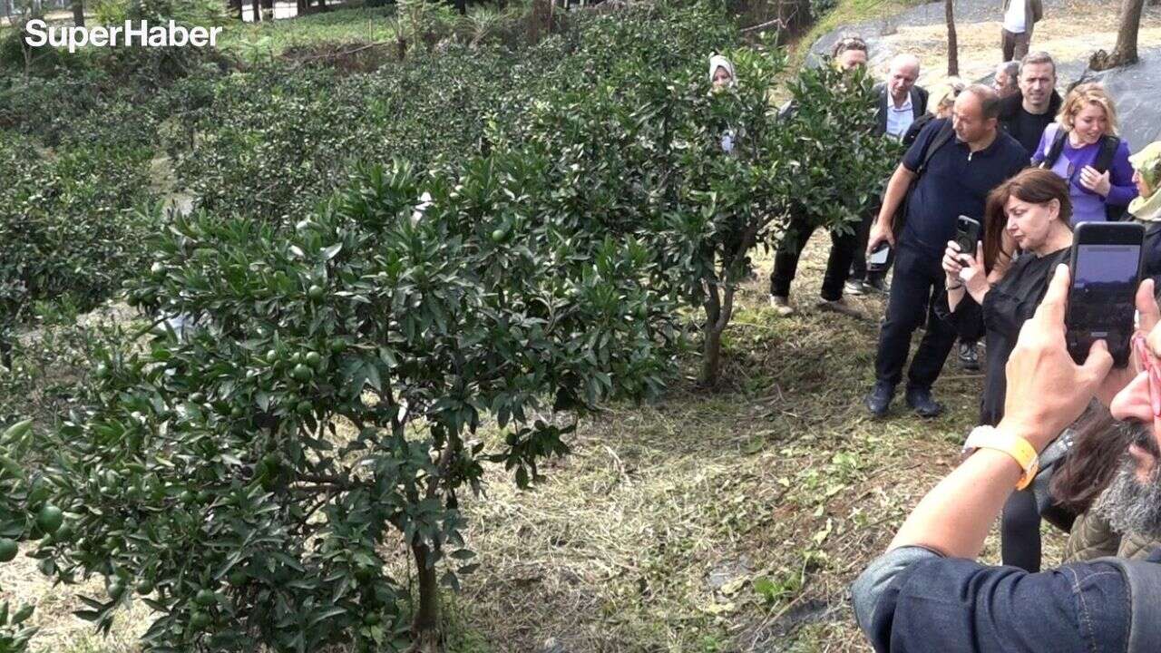Rize'de gastronomi vizyonu: Tescilli bal, Satsuma mandalinası ve çay atıkları ekonomiye kazandırılıyor